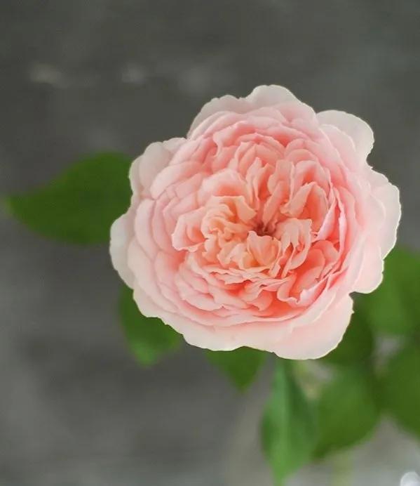 日本超微月季有几个品种,友禅系月季是什么意思