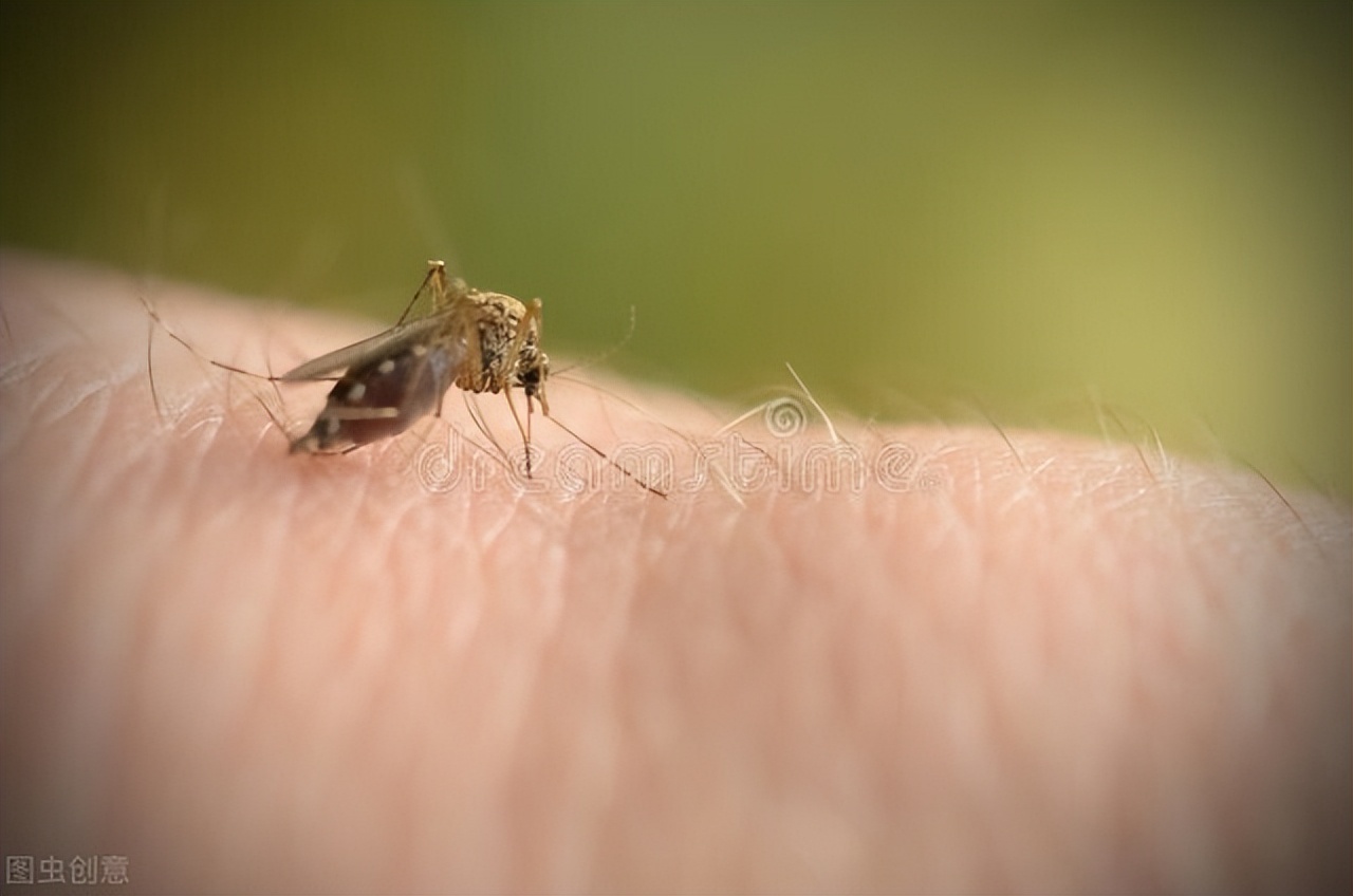 为什么你会独得蚊子恩宠,自打入冬以来独得蚊子恩宠