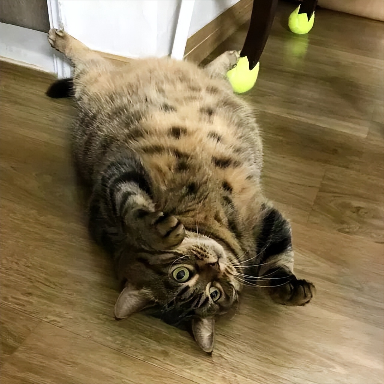 家猫狸花猫流浪后还能存活吗,狸花猫被前主人弃养不吃不喝