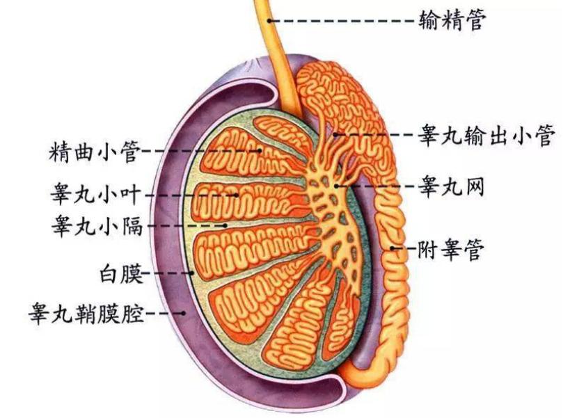 当精子和卵子相遇后还会排卵吗,精子遇到卵子一生的运气