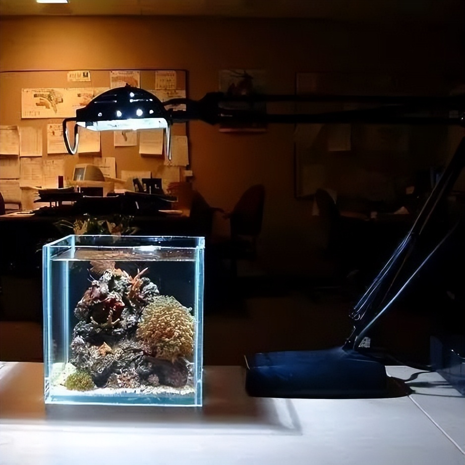 海水珊瑚缸鹦鹉螺,海水缸珊瑚视频大全