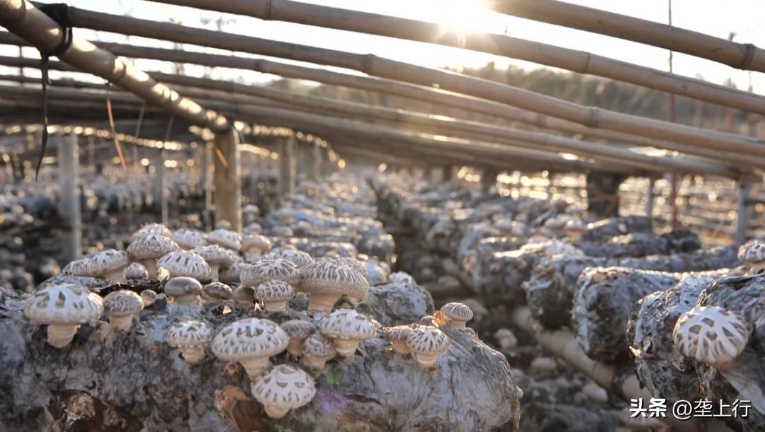 湖北香菇何以飘香天下？明天上午10点为你揭秘