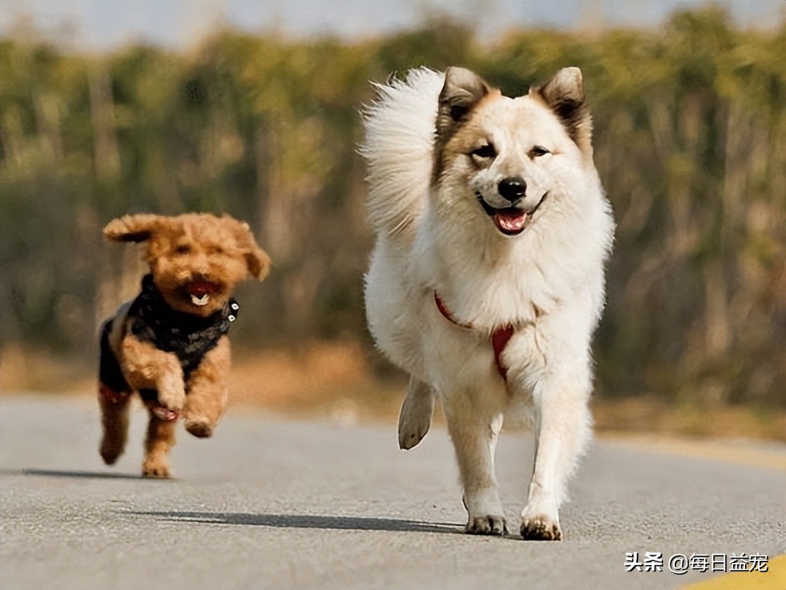 狗狗感冒有什么症状,狗狗感冒症状与犬瘟热症状区别
