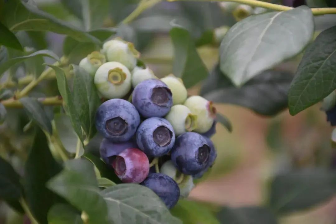 超甜预警！夏日采摘季！快来汉中实现水果自由~