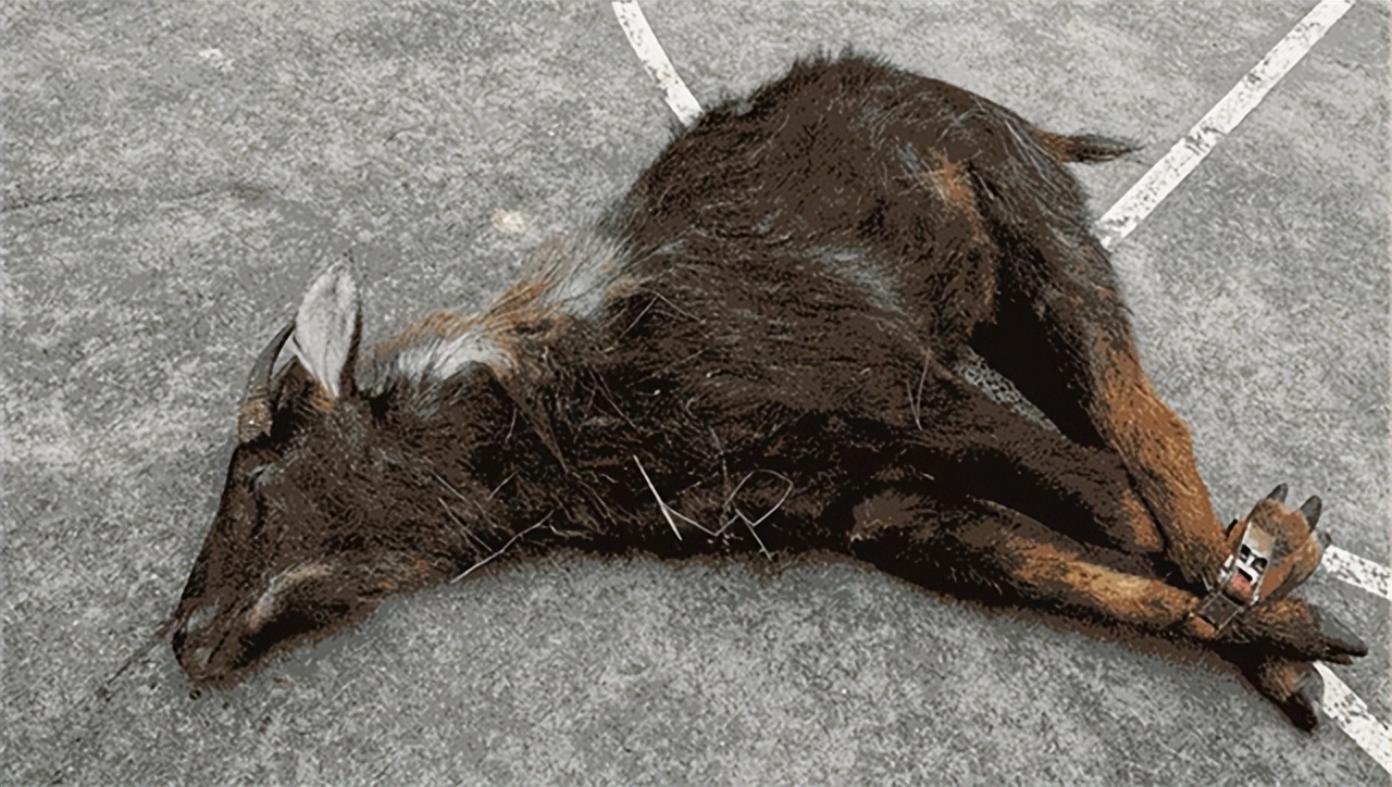 天马神兽真实视频,罕见的天马神兽