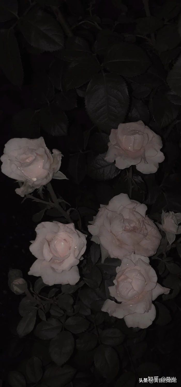 暖心文案情话,暖心文案致家人