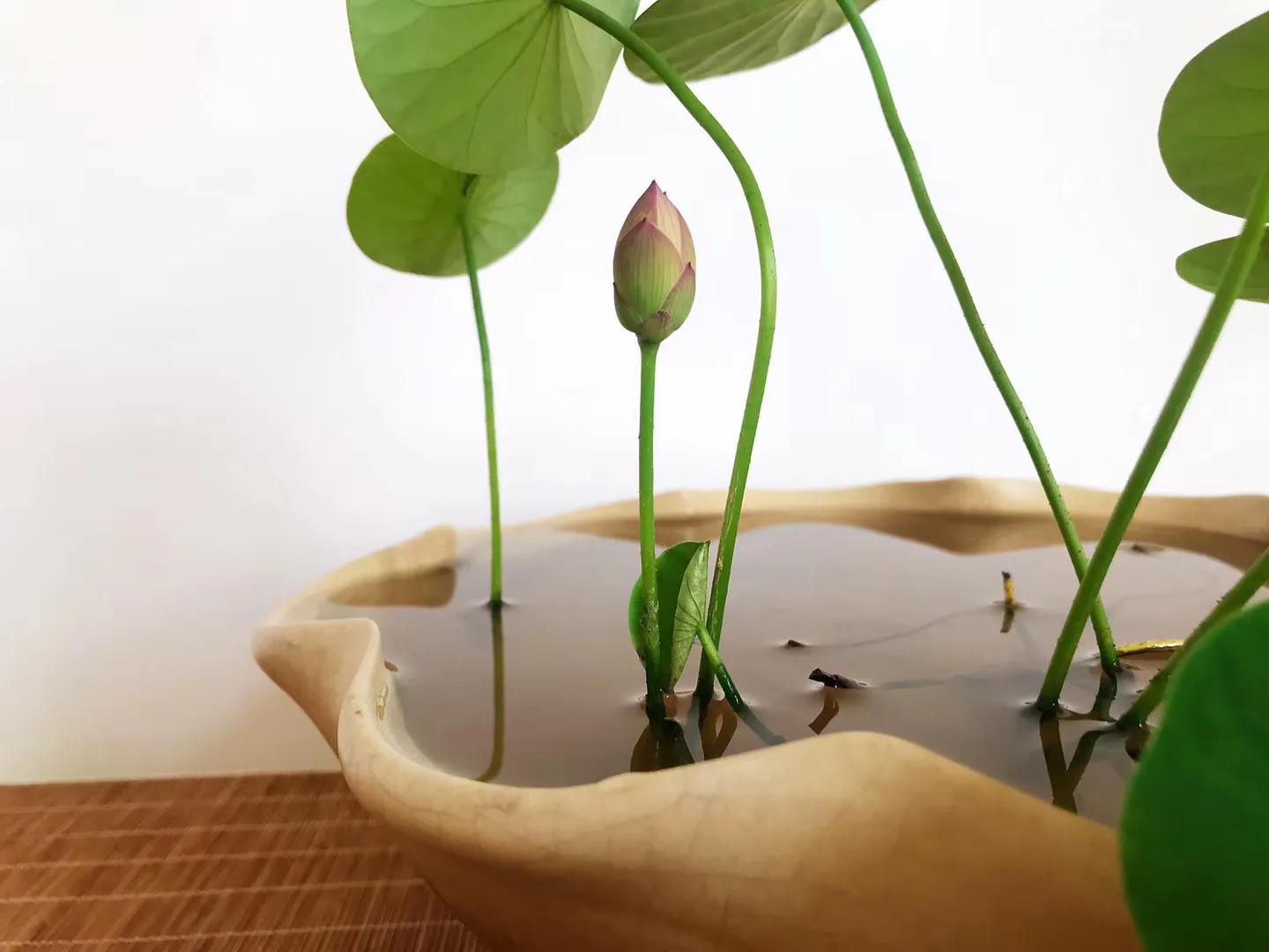 碗中种莲，年复一年花开花落到叶枯