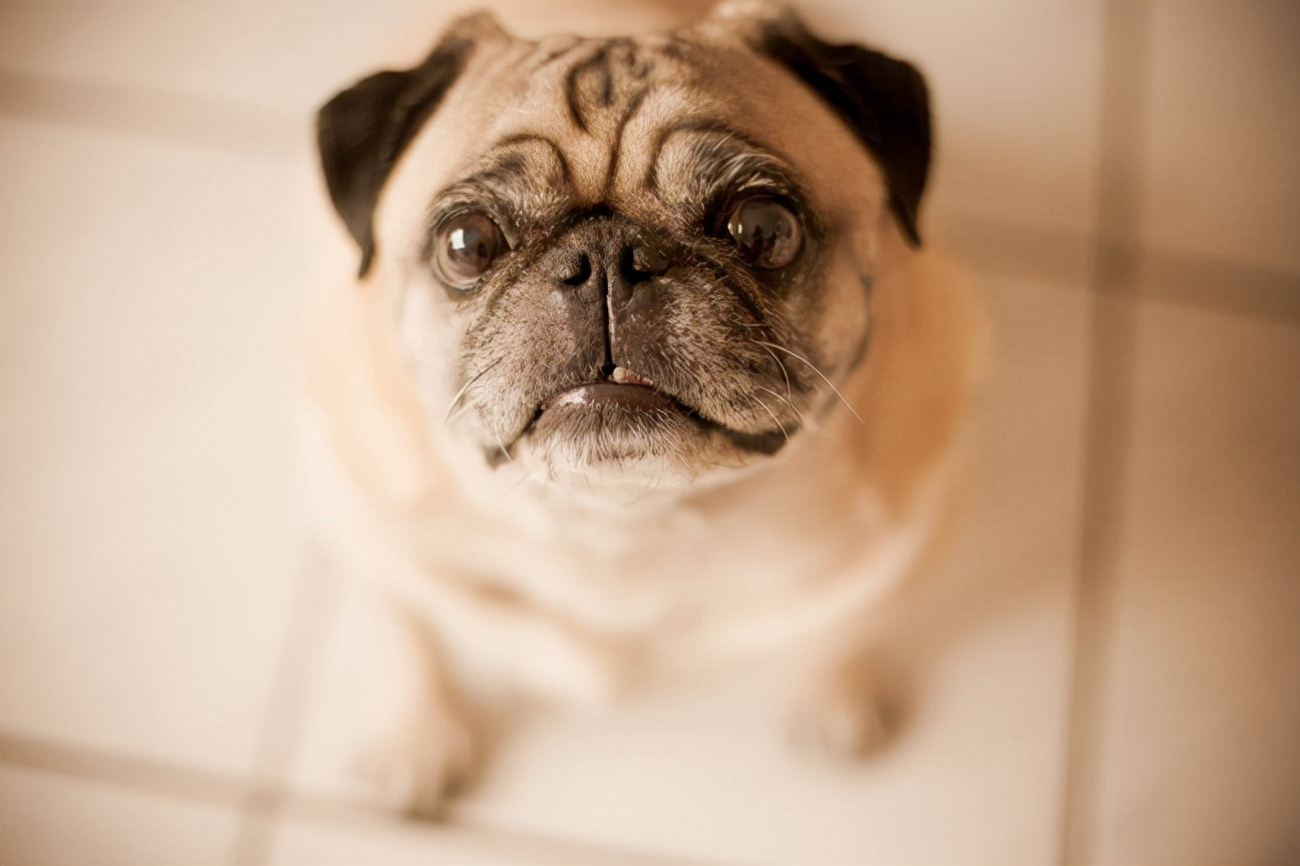 巴哥犬怕不怕冷,巴哥犬冬天会怕冷吗