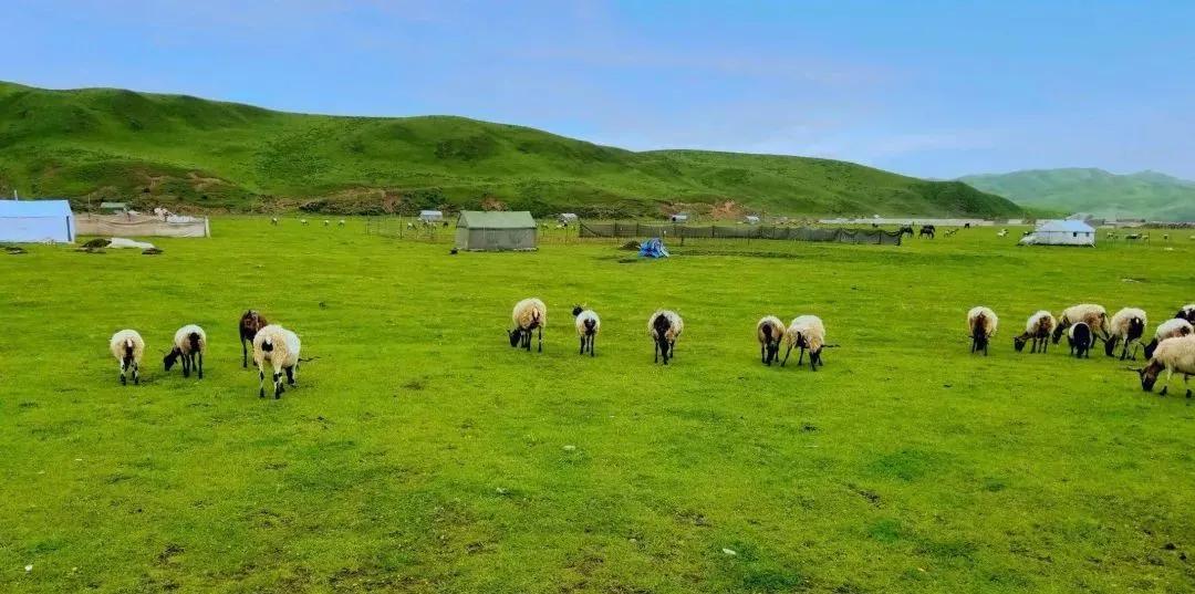 甘南大环线拍照打卡,甘南旅游必打卡的十个地方