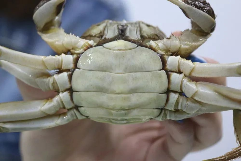 湖蟹和塘蟹测评,阳澄湖塘蟹和湖蟹哪个好