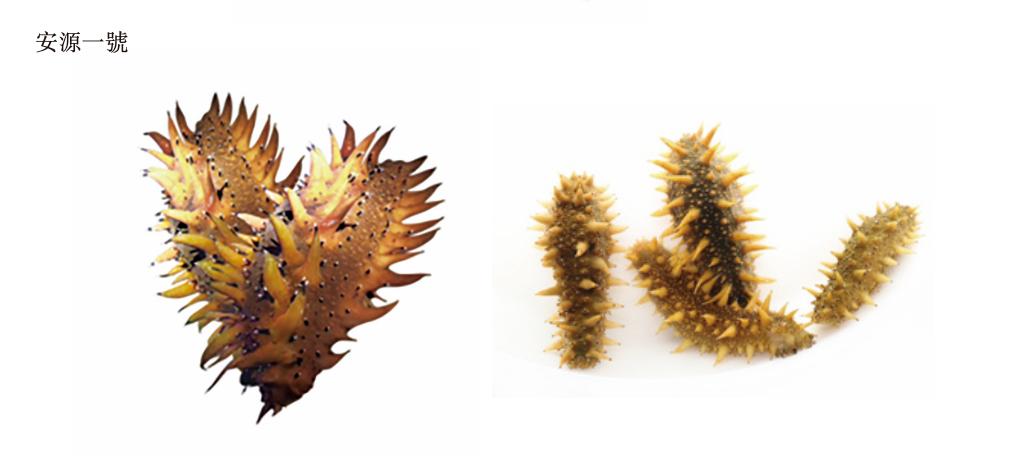 海参养殖上市公司,山东省安源海参育苗