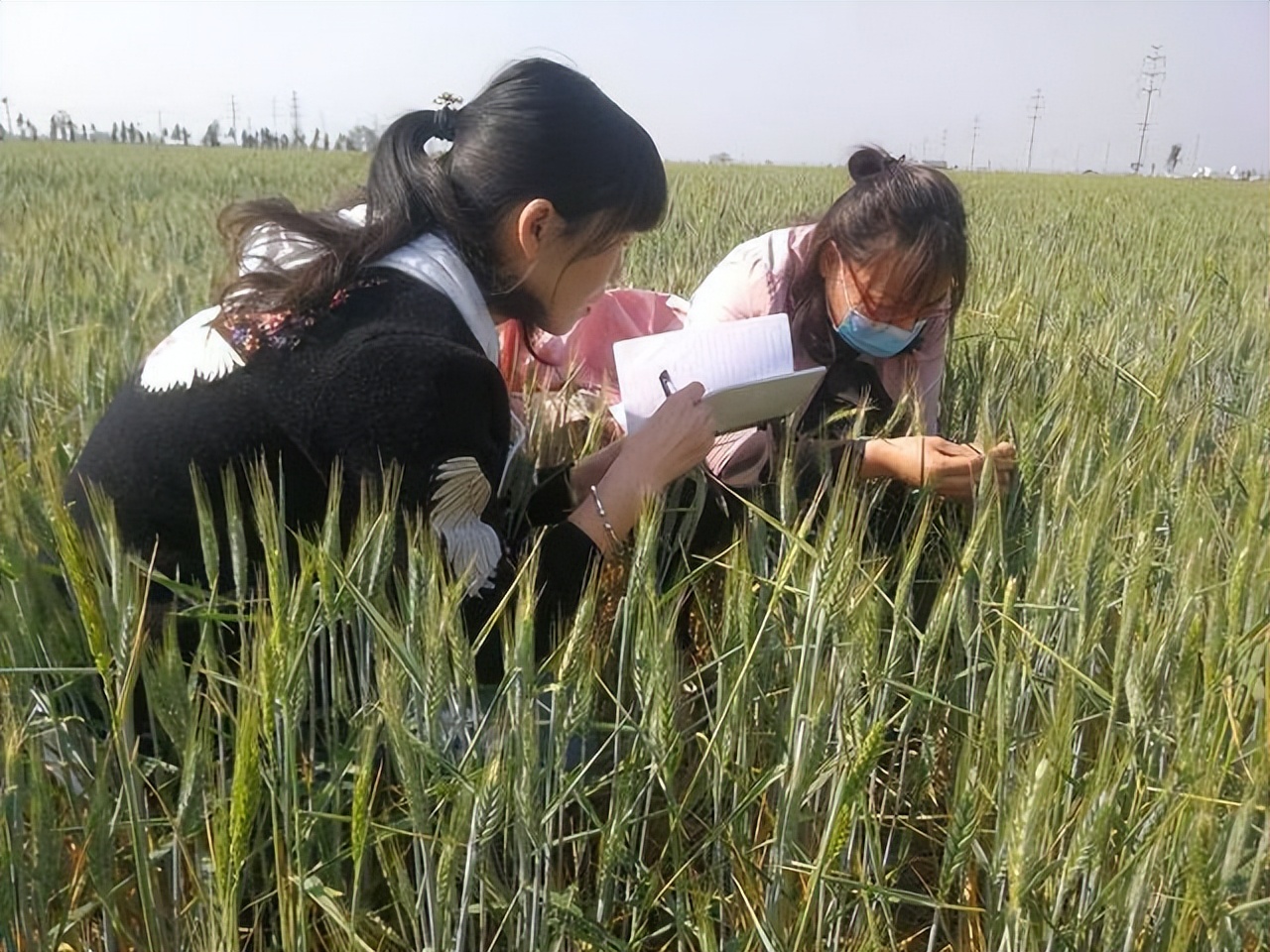 农业指导员需要的专业知识,农业技术指导员需要做什么