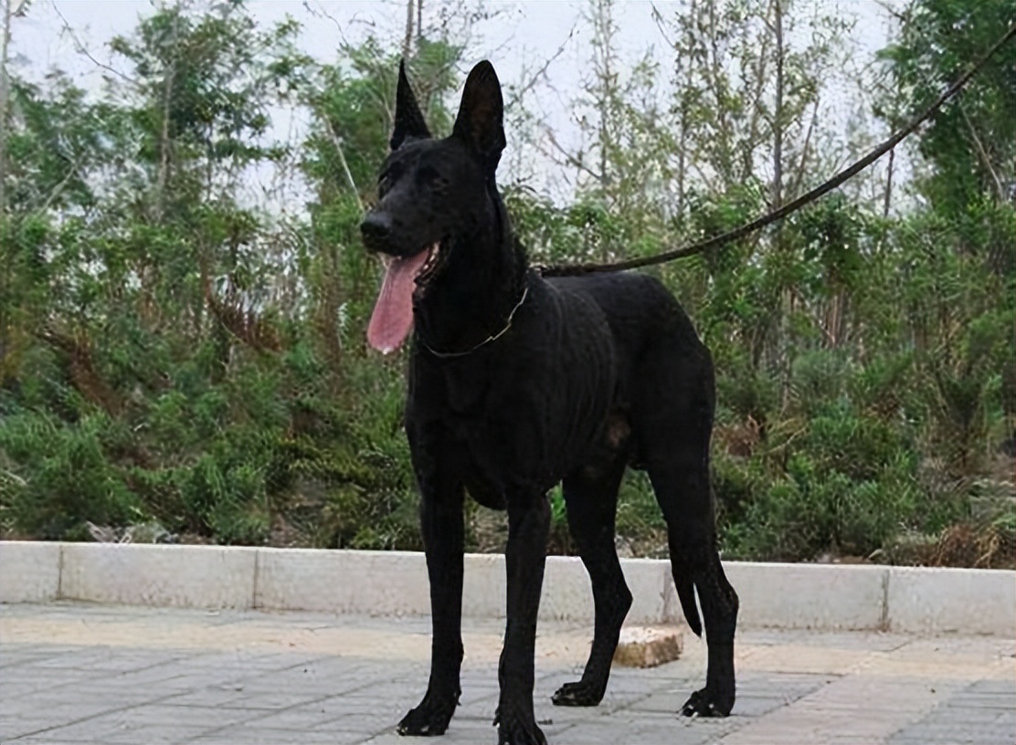 黑狼犬一般人养得起吗,黑狼犬到底多可怕