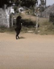 日本农场黑羊学人类行走真相,一个黑羊把母鸡引到房子里吃掉