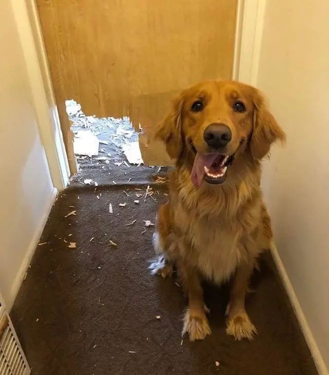 狗狗有分离焦虑症要再养一只吗,狗狗分离焦虑主人出门就要叫