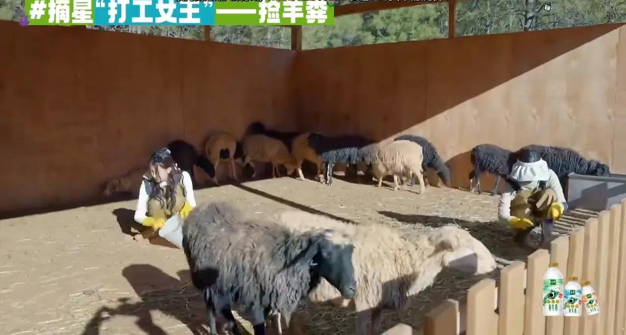 孟子义桃花坞捡羊粪是哪一期,敖瑞鹏桃花坞铲羊粪