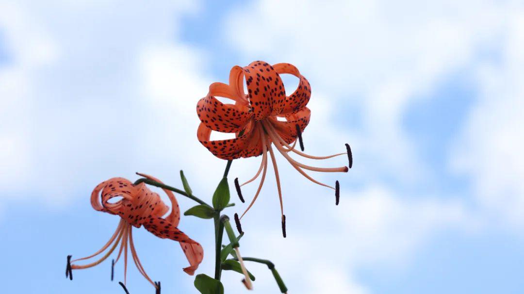 一个怪病：神志涣散、精神错乱、变幻无常，因一味治病主药而得名