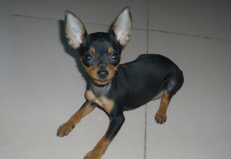 小鹿犬吃什么驱虫药,小鹿犬很调皮怎么办