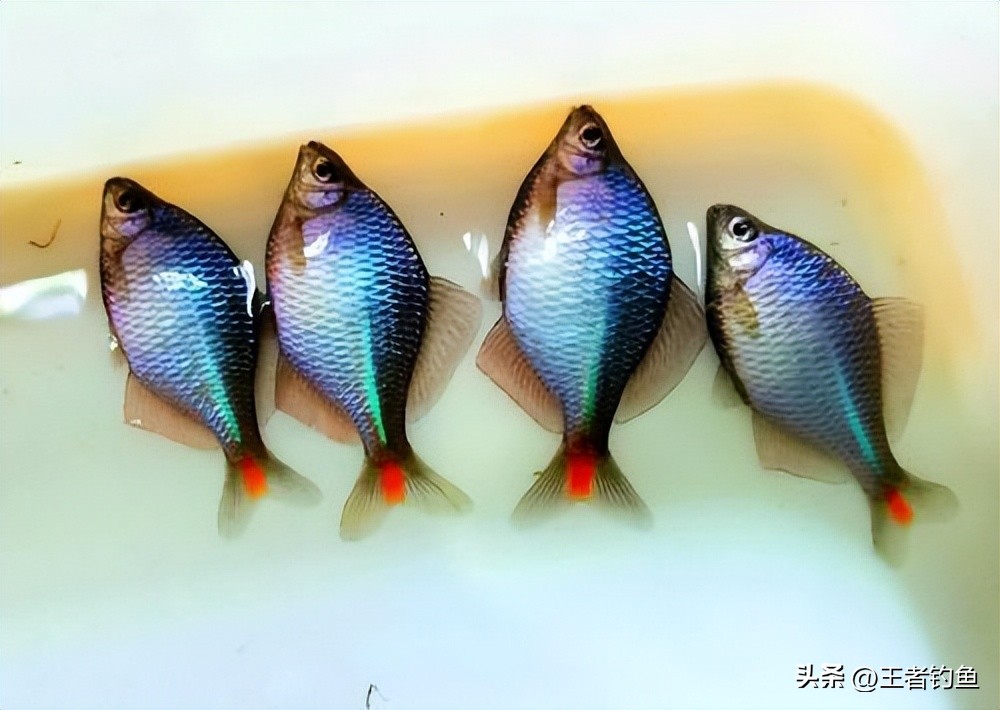 钓小鱼的鳑鲏十种方法,钓鳑鲏鱼最佳季节