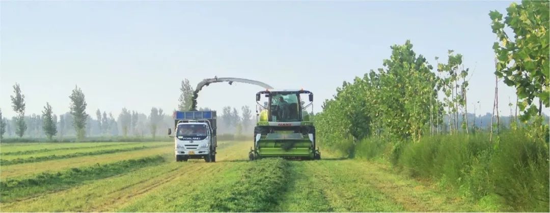 什么样的牛奶才好喝科普,鲜牛奶口感好关键靠什么