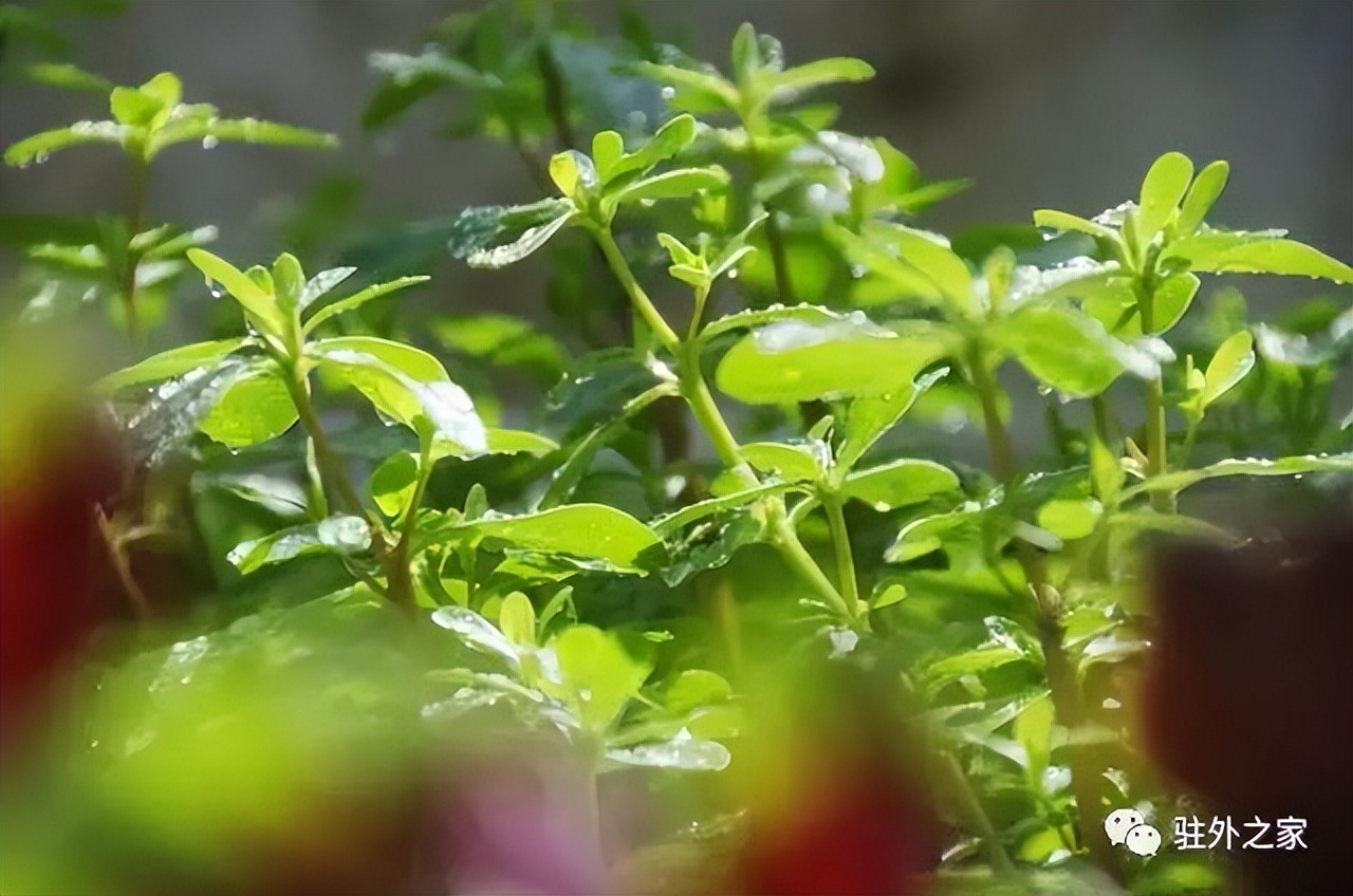 驻外人的“花花世界”——且看菜园变花园