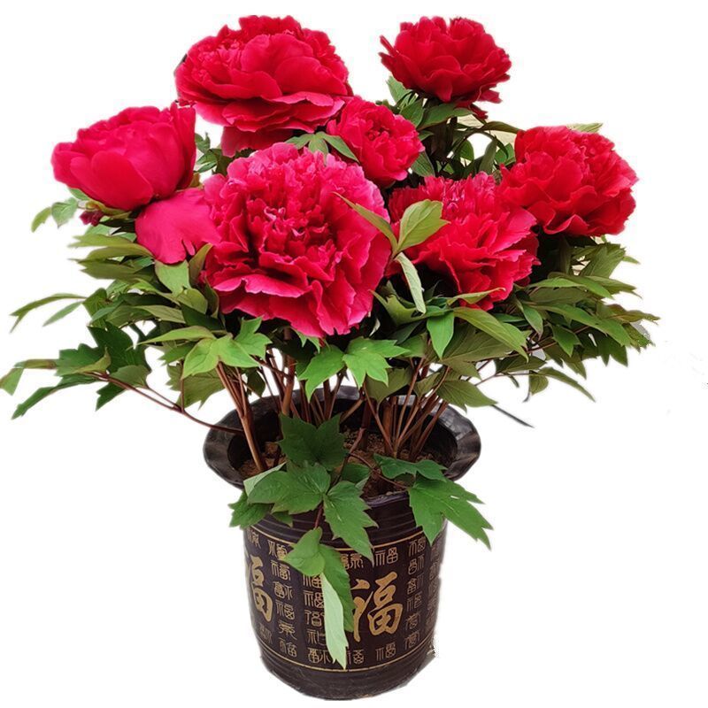 适合女生养的4种花,十大最适合女性养的花