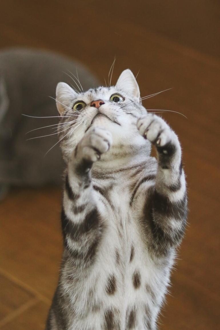 美短猫有哪些品种和优缺点,美短猫最好看能好看到什么程度