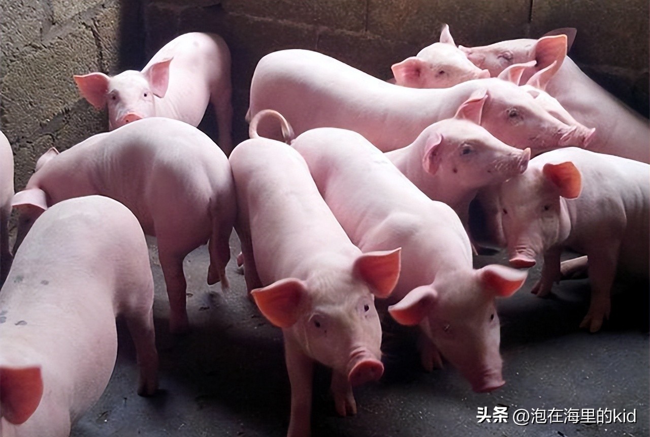 四川人雄起，四川省在多个区域拿下全国第一