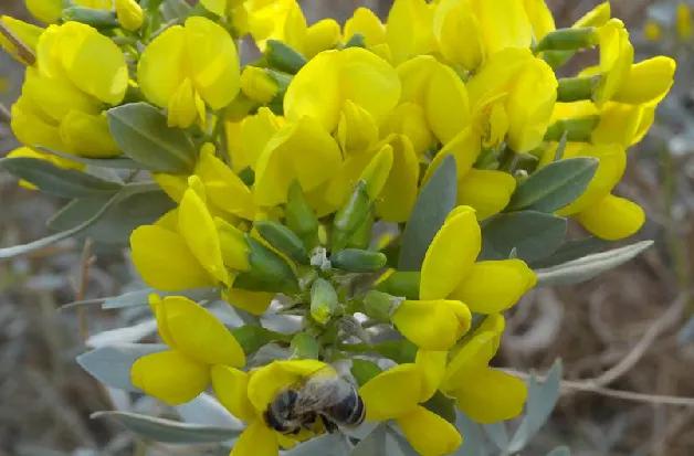 春天十种最美的花名字,花名带冬的有什么花