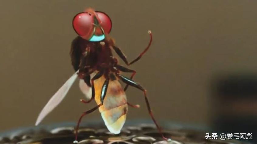 美国女子吃蜱虫被咬死,美国女子被虫子咬