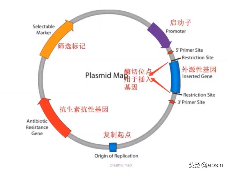 质粒转化及阳性克隆筛选,质粒载体克隆原理