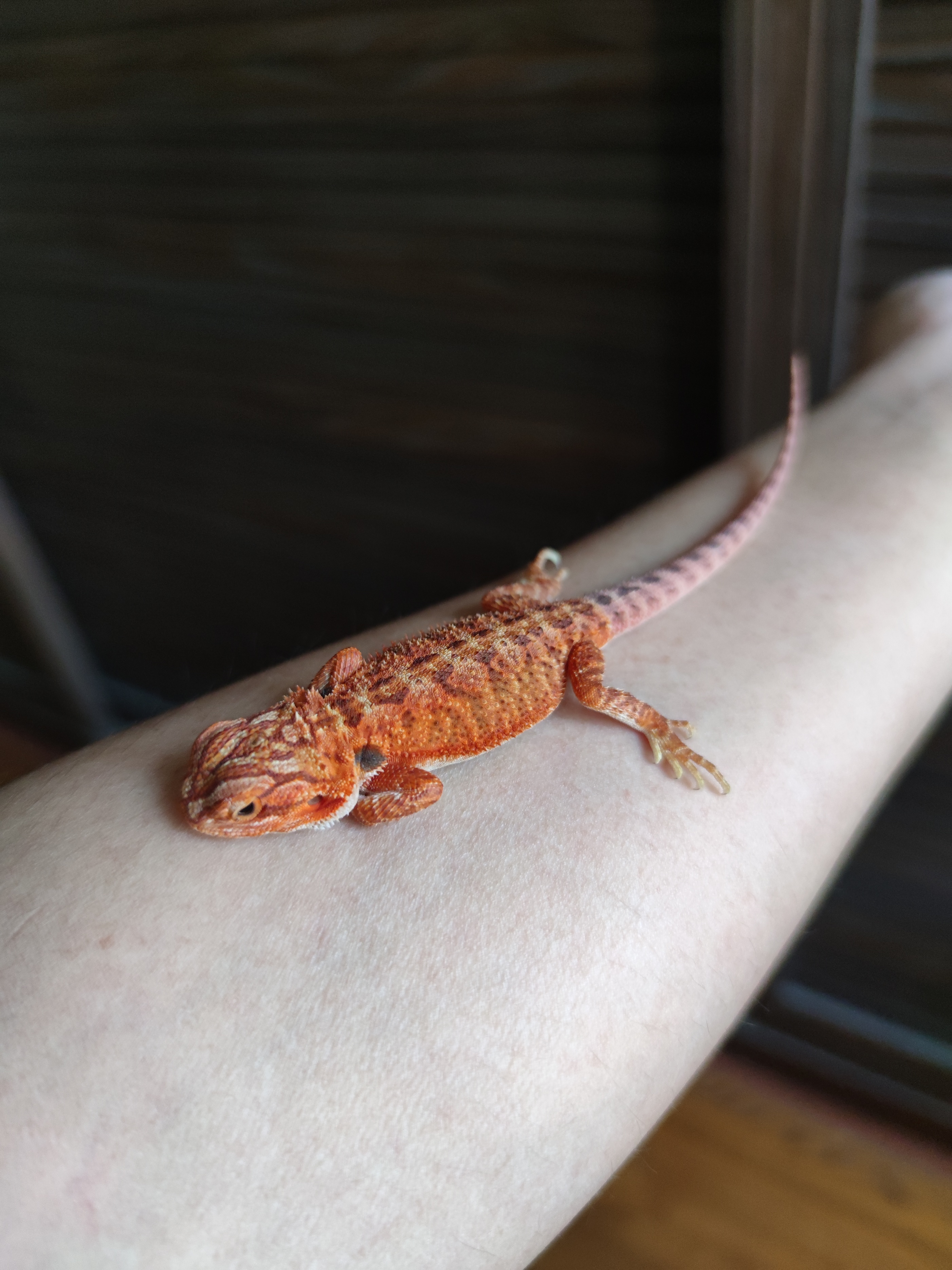 超白鬃狮蜥宠物出售,鬃狮蜥便携宠物外出包