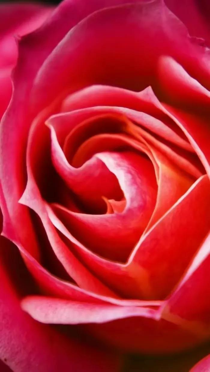 绝美竖屏高清红色喜庆的壁纸,蓝色流光溢彩壁纸高清全屏