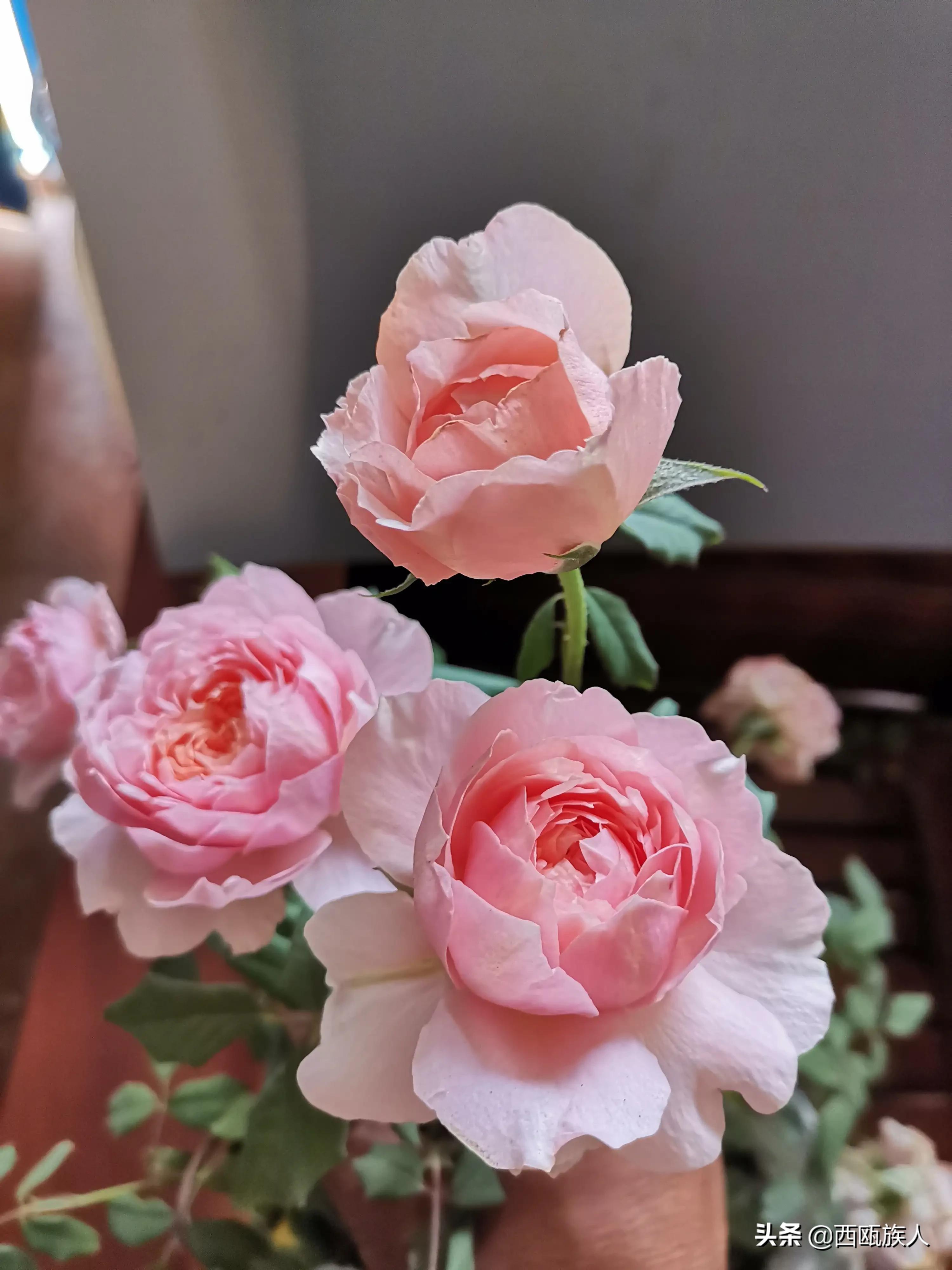 月季花最佳观赏时间,月季花鲜切花养护方法