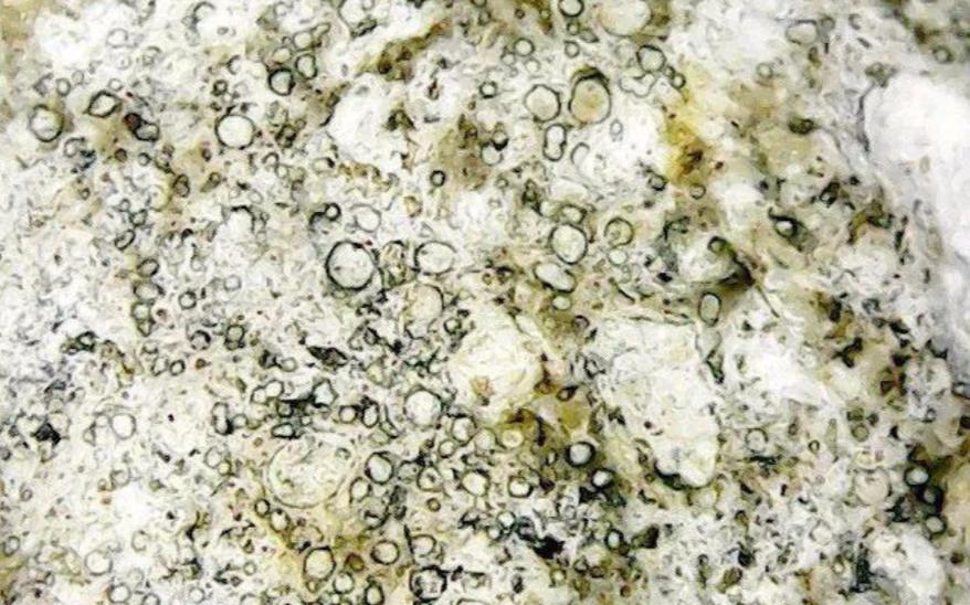 抹香鲸的粪便堪比黄金 (抹香鲸的排泄物真的是便便吗)