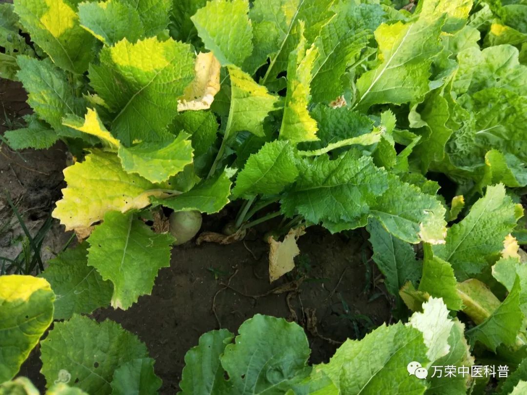 既是中药又是调味品都有哪些,中药调味料有哪些