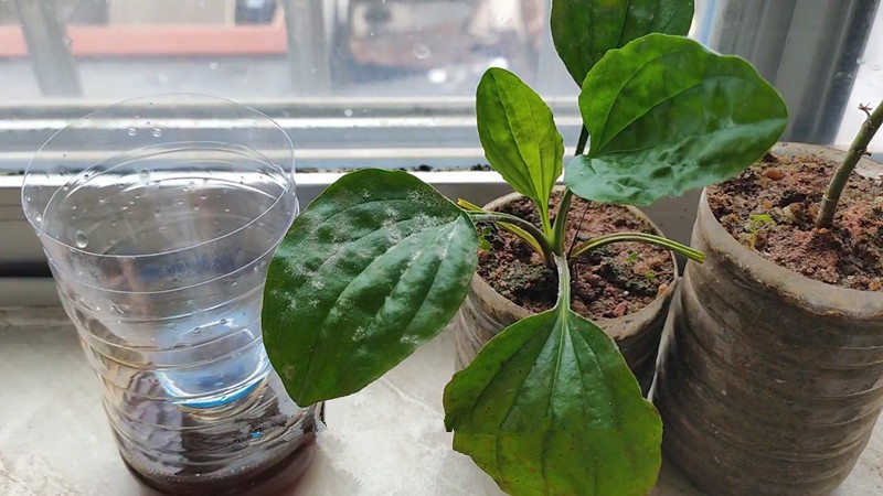 家里有灭蚊子最有效的方法,教你一招轻松解决蚊子