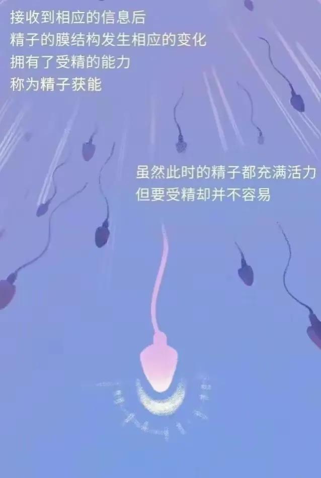 精子进入女性体内后，会发生什么神奇的事？漫画科普