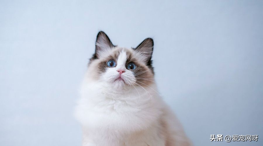 玳瑁猫咪是什么品种,猫咪品种大全及图片