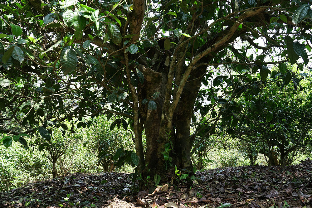 南糯山上的普洱茶香，云雾缭绕适宜古茶树生长
