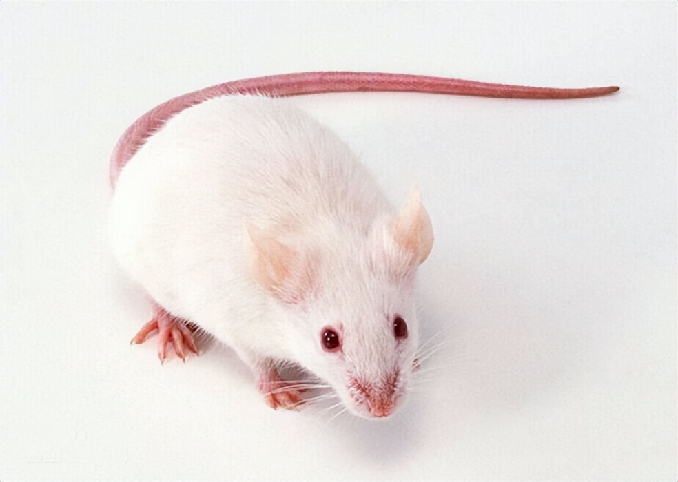 实验动物学基础知识,小鼠实验动物实验数据及结果分析