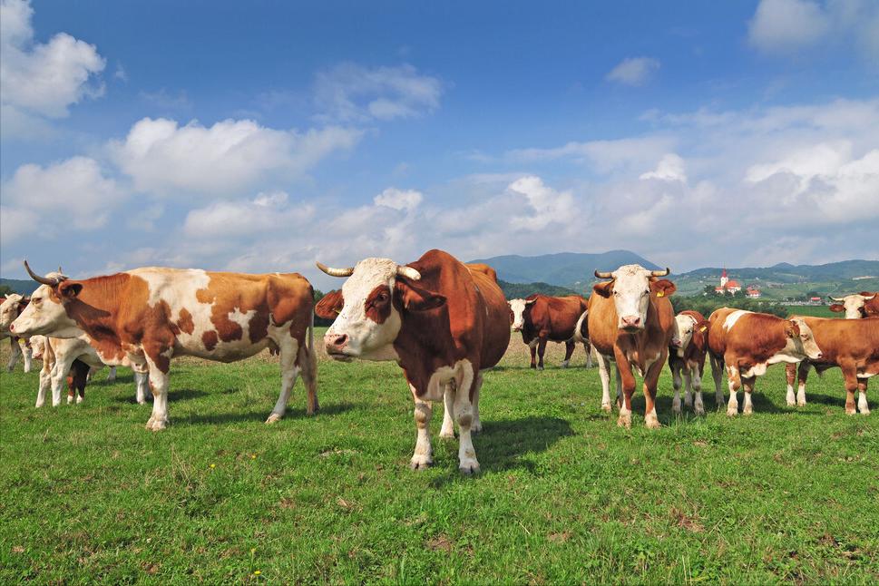 造成母牛流产的因素及防治措施,母牛流产死胎是什么原因造成的