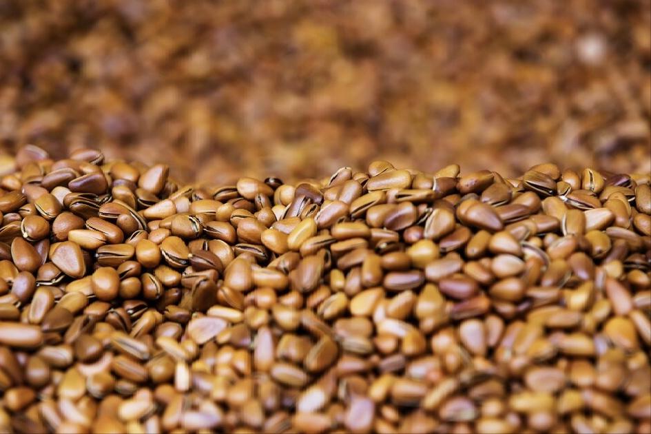 普通松子和巴西松子哪个性价比高,购买坚果松子