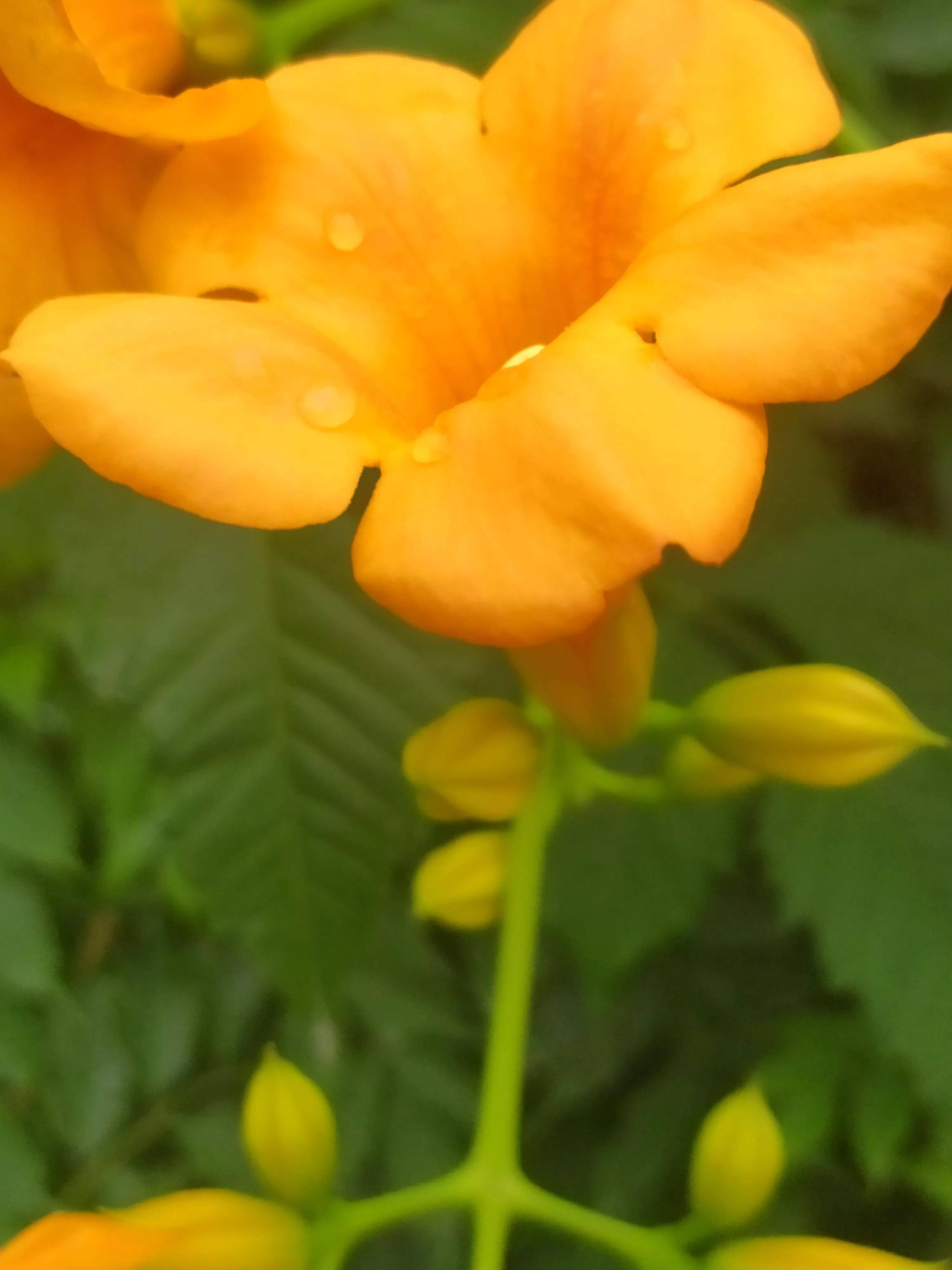 偏黄色的凌霄花好看,凌霄花娇艳绚丽