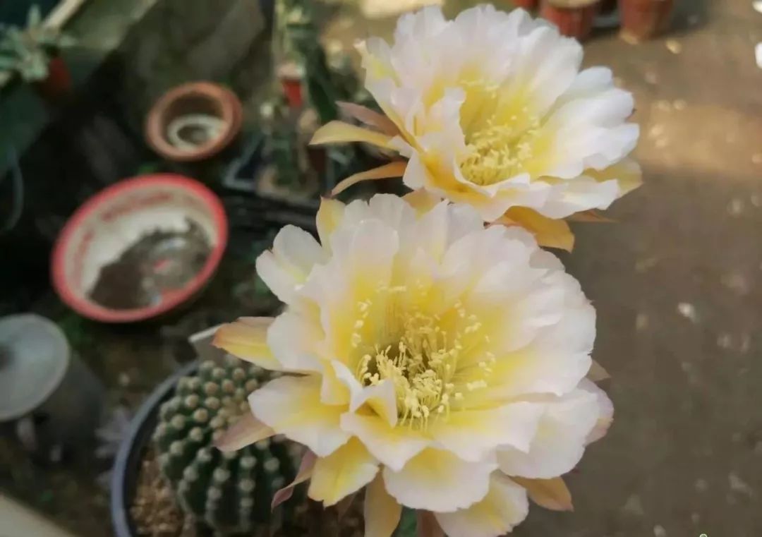 200种·仙人球开花图鉴，大开眼界，美到爆