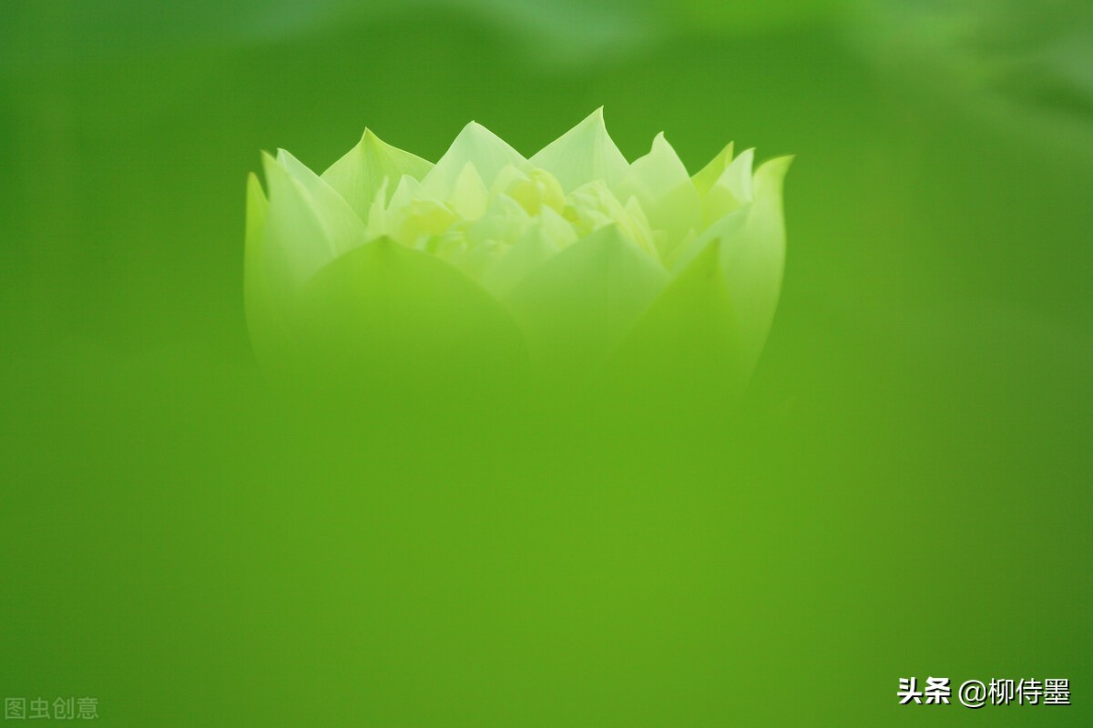 荷花摄影技巧和方法,荷花怎么拍出高级感的照片