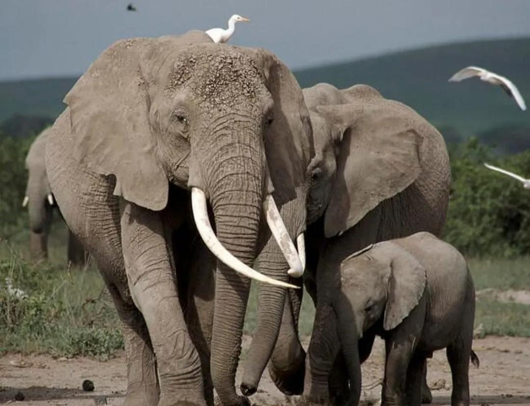 人类历史上的三大巨人,史前世界第一只巨人动物