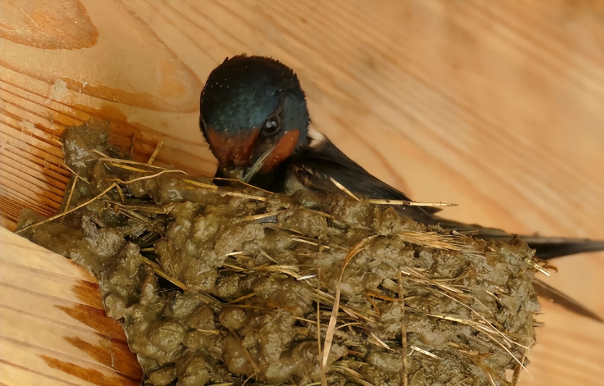 燕子窝底下怎么处理会干净,现在燕子窝怎么那么脏