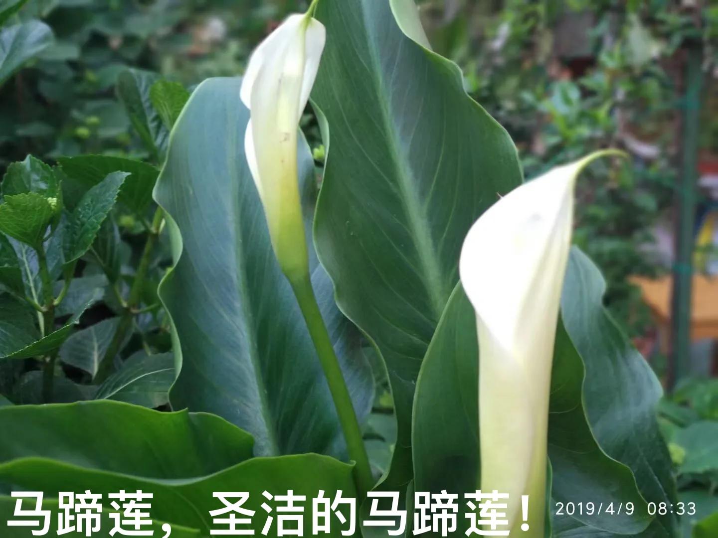 白马蹄莲跟彩色马蹄莲哪个品种好,洁白的马蹄莲图片