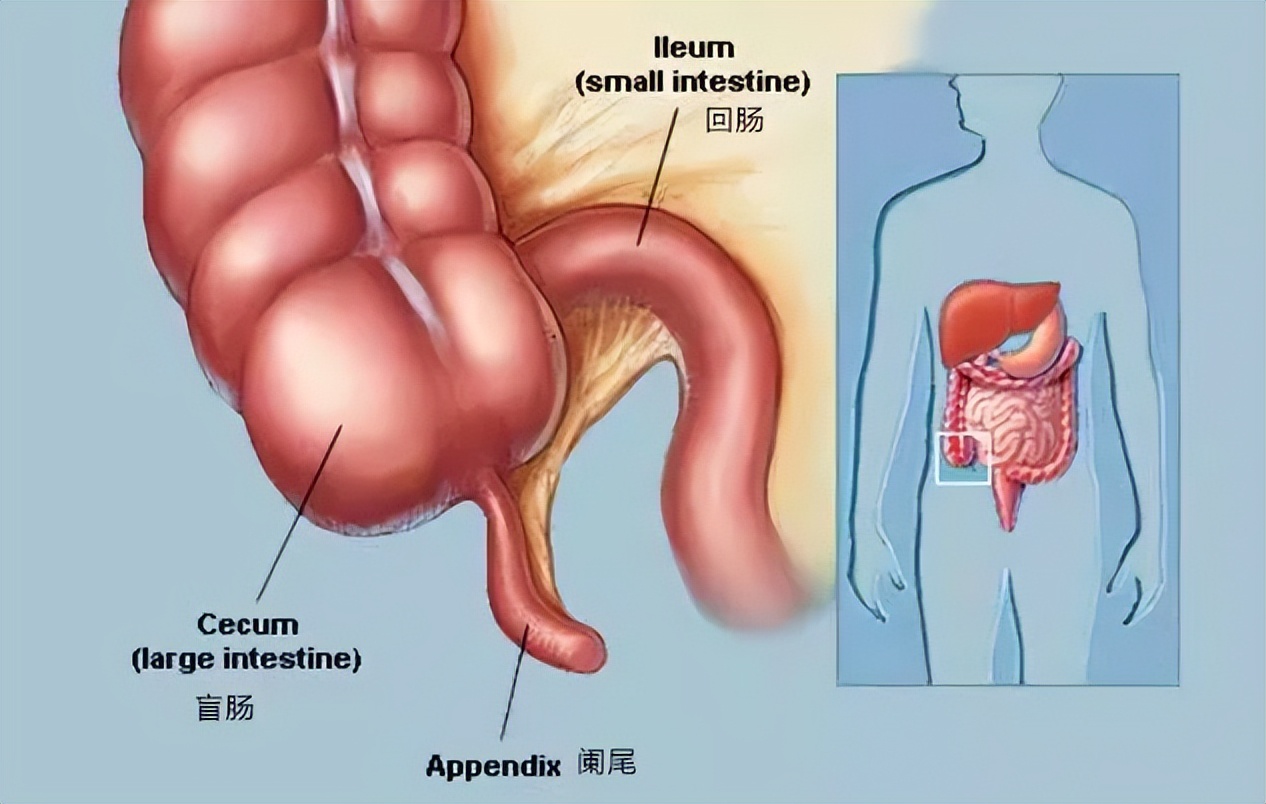 人体这些复杂的器官你知道吗,人体最难伺候的器官